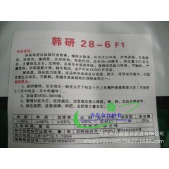 寿光蔬菜种子【韩研28-6F1黄瓜种子】抗病高产 大棚露天品种