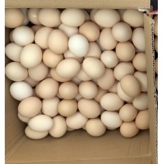 鸡蛋农家个人散养笨鸡蛋